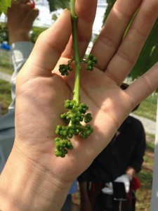 ピオーネ栽培実習2回目　3